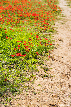 Horses Honoring Signs Not to Tread on Poppies 220216-5