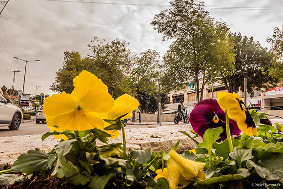 Bedding Down with the Flowers 221207-1