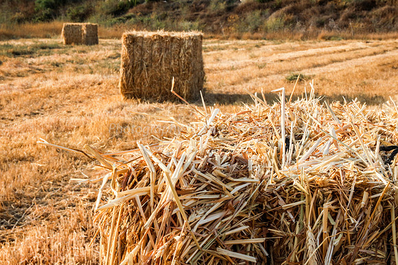 Haystacks in Field 170721-12