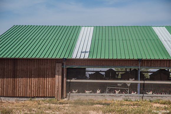 Even Free Range Chickens Need Shelter 1