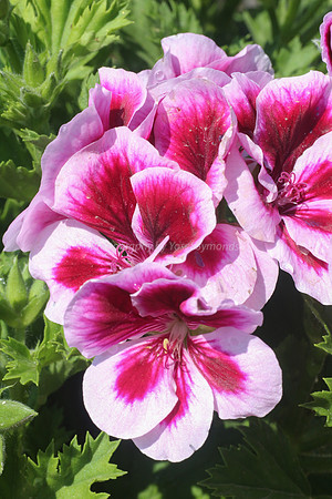 Pink and White Geranium 170416-3