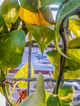 Vine on Parapet 3