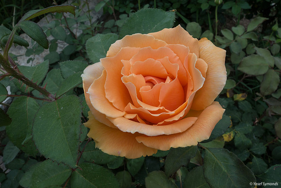 Rose 190507-4