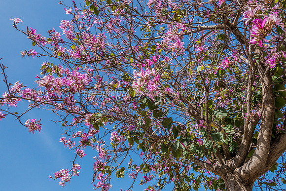 Magnolia 160308-2