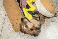 Purim Hot Dog 2
