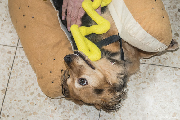 Purim Hot Dog 2