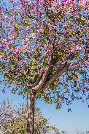 Magnolia 160308-1