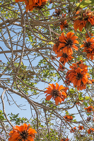 Coral Tree 180316-7