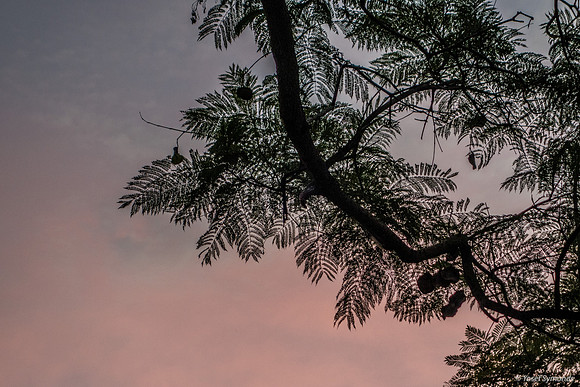 Jacaranda Trees Maor 181105-3