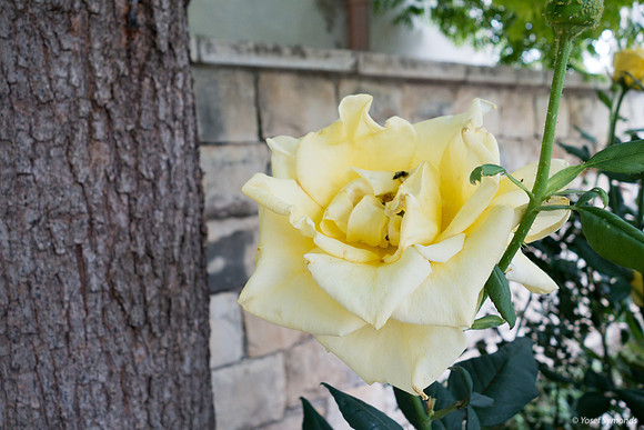 Rose 190507-2