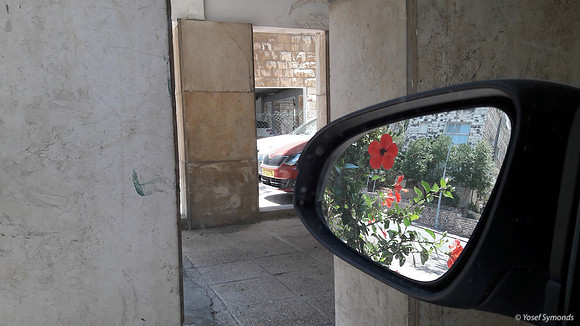 Red Hibiscus -  Gaza Street Jerusalem 3