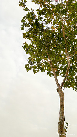 Park on Maor 170711-4