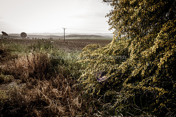 Wattle, Fields and Satellite Dishes in Ella Valley 10