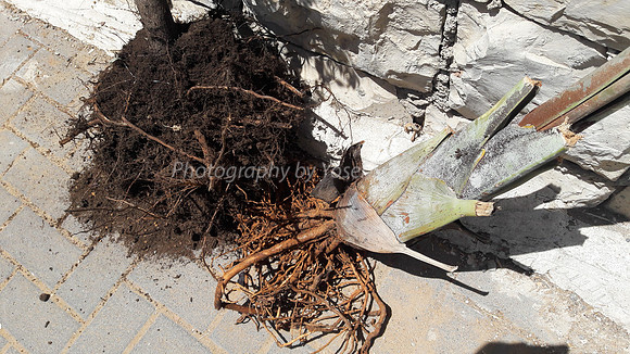 Uprooted 1