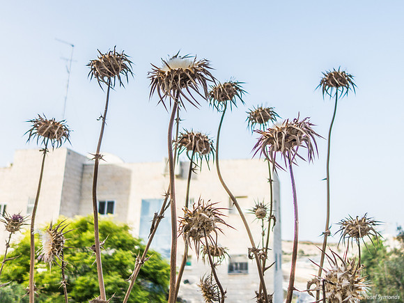 Thistles in Front of Building 190522-3