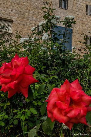 Roses and Building 200630-6