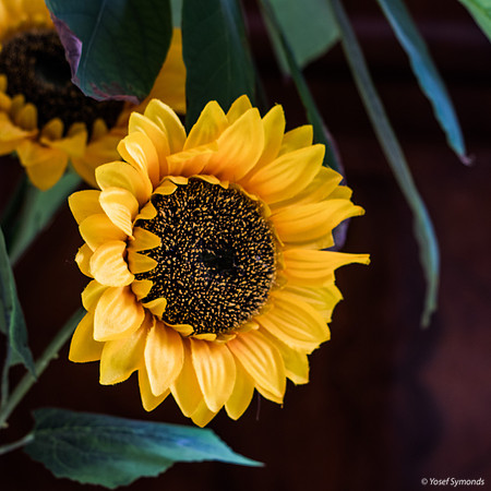 Sunflower 190908-2