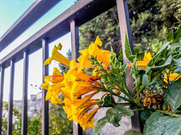 Yellow Trumpet Flower 3