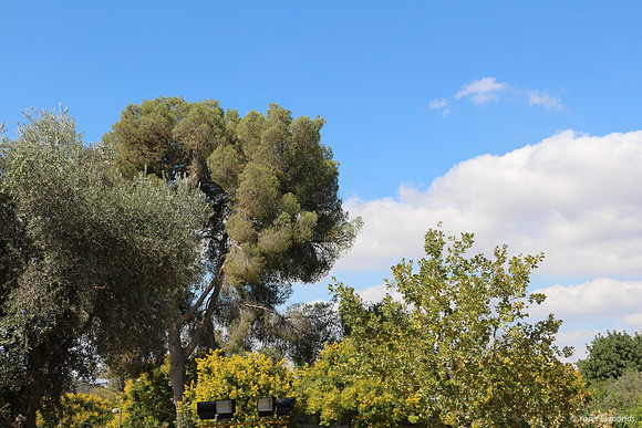 Kibbutz Lamed Hey Trees 2