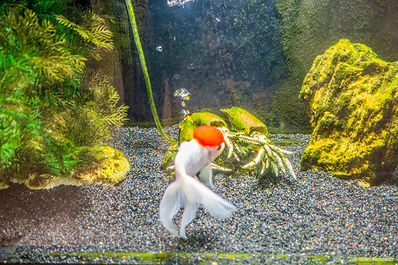 Red Head at Museum 220811-4