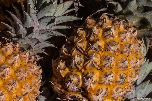 Pineapple 171019-1