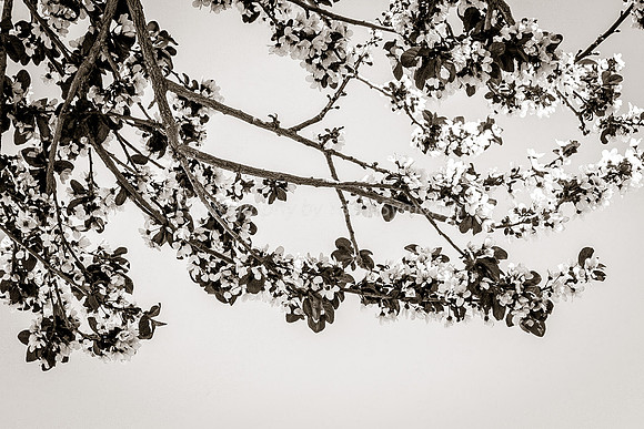 Flowering Plum 160308-5