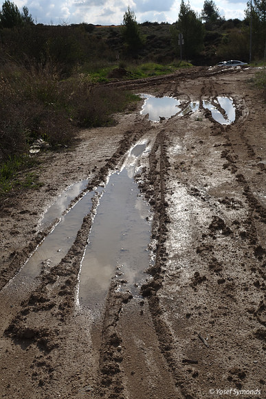 Reflections in Mud
