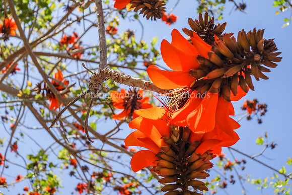 Coral Tree 180316-3