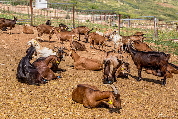 Goats Coping with Spring Heat