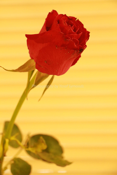 Rose 2