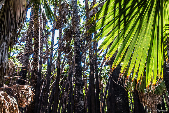 Washington Palm Grove 240516-1