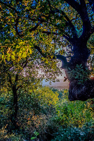 Through the Enchanted Foliage 12