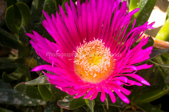 170414-CactusGarden-9999_7-2
