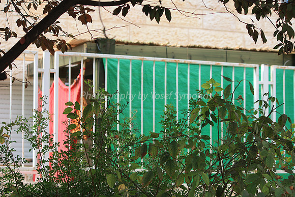 Contrasty Sukkah in Green Foliage