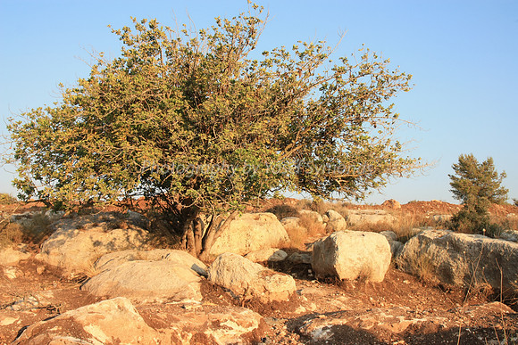 Mem 3 Antiquities Ramat Beit Shemesh  (18)