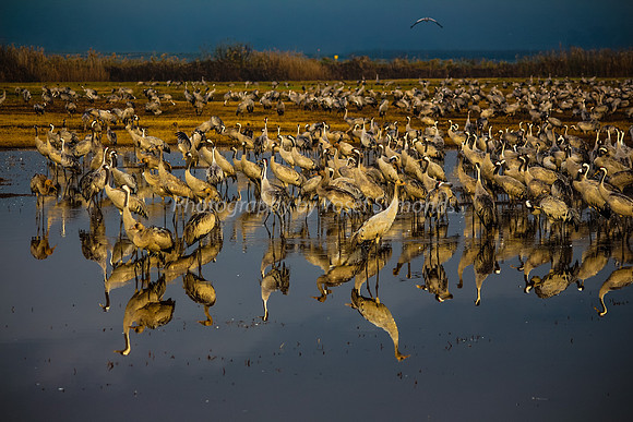 N-Cranes Loitering in Lake 2