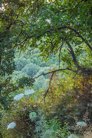 Through the Enchanted Foliage 20