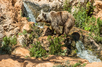 Biblical Bears 180905-