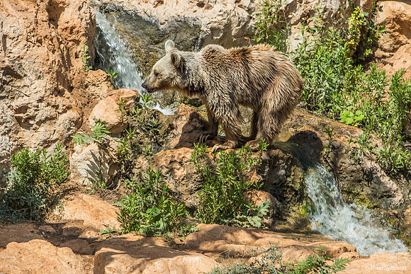 Biblical Bears 180905-
