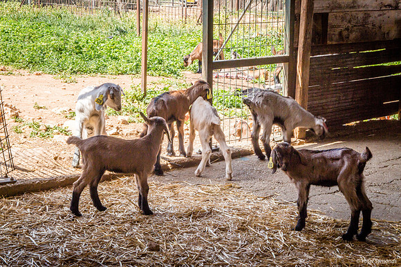 Goat Kindergarten 1