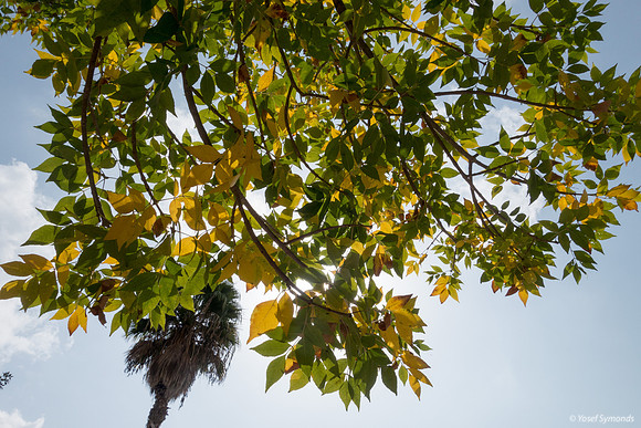 Autumn Leaves Park Ayalon 181021-1
