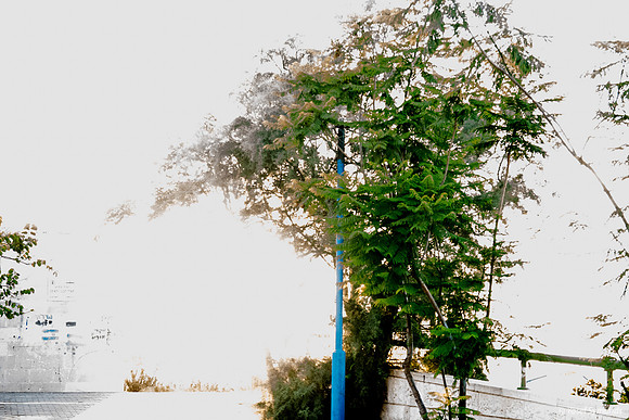 Tree on Plaza 1
