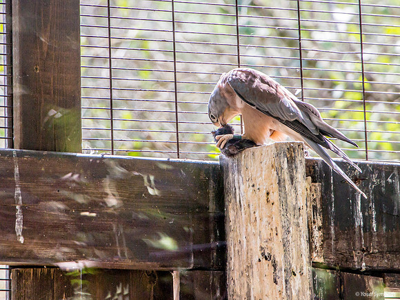 Lesser Kestrel Eating its Prey 180905-5
