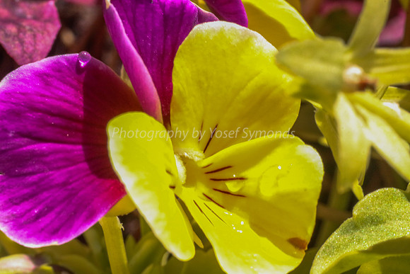 Pansy 170416-1