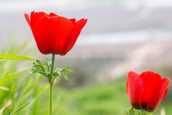 Poppy Anemone 180208-8