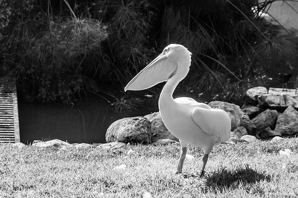 Pelican 220918-6