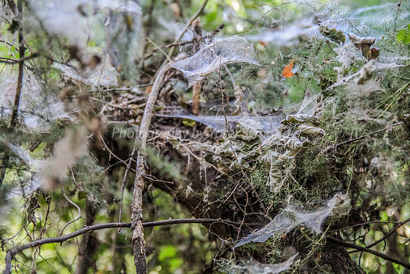 Cobwebs Along Snir Riverside 4