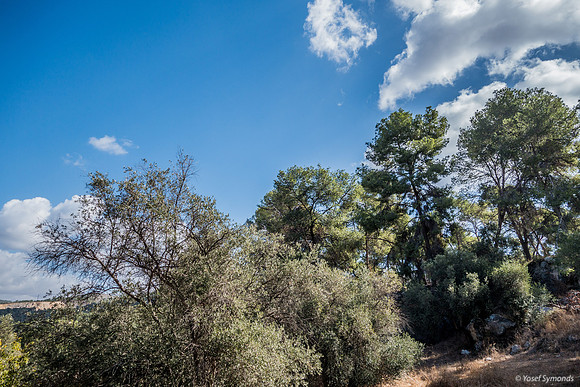 Trees in Park Ayalon 181026-21