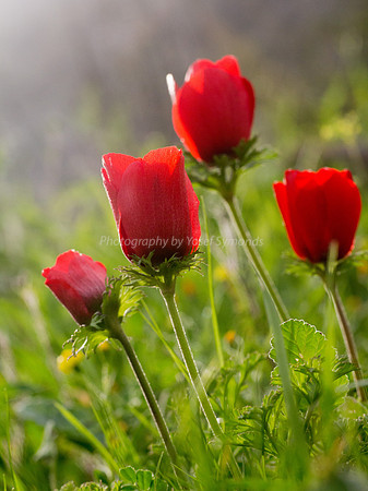Anemone 180208-23