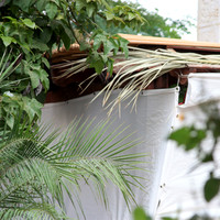 Jungle Sukkah 2